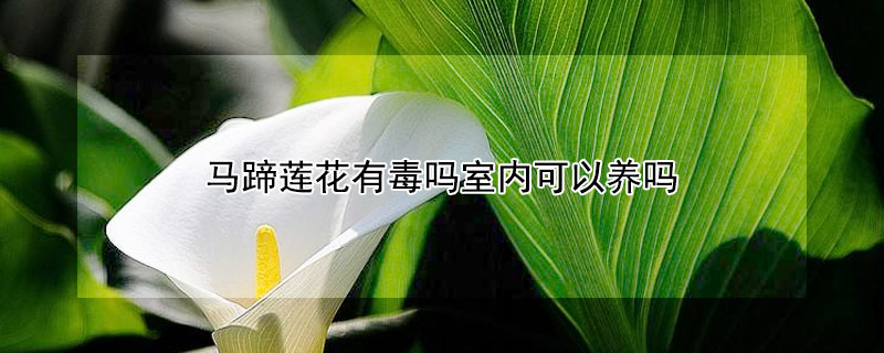 馬蹄蓮花有毒嗎室內(nèi)可以養(yǎng)嗎