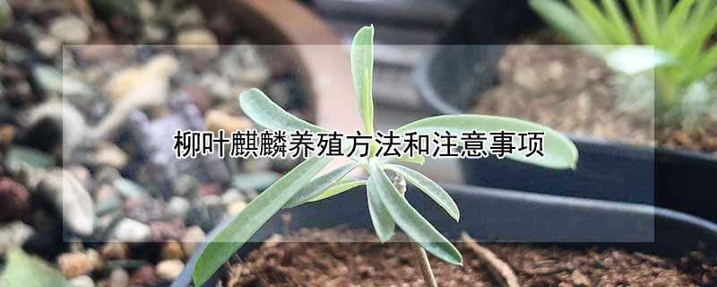 柳葉麒麟養殖方法和注意事項