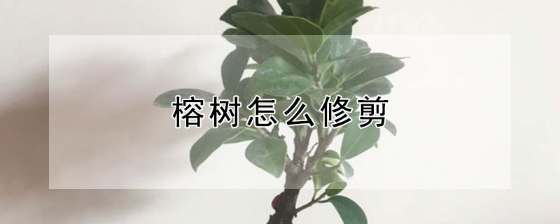 榕樹怎么修剪