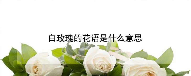 白玫瑰的花語(yǔ)是什么意思