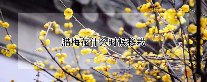 臘梅花什么時(shí)候移栽