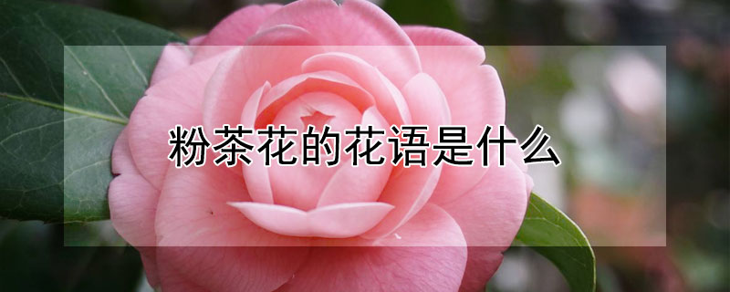 粉茶花的花語(yǔ)是什么