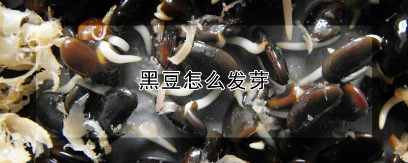 黑豆怎么發芽