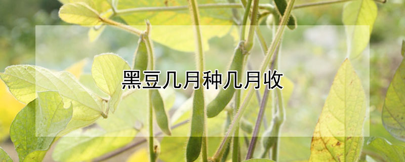 黑豆幾月種幾月收