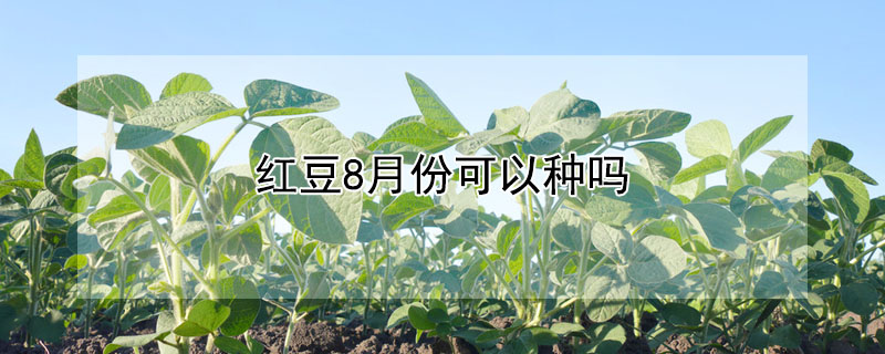 紅豆8月份可以種嗎