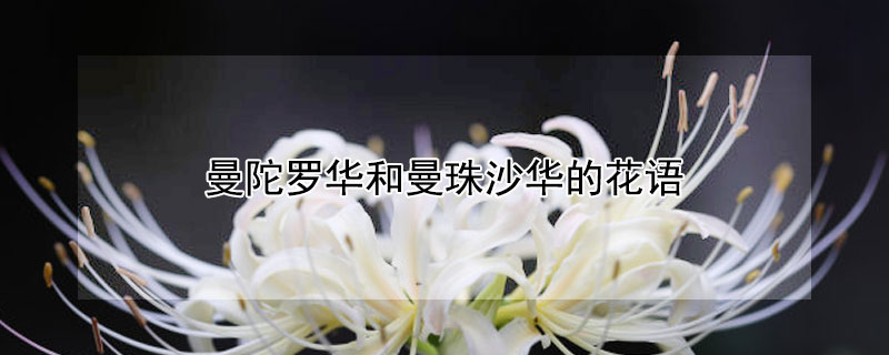 曼陀羅華和曼珠沙華的花語(yǔ)