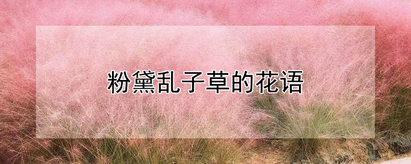 粉黛亂子草的花語(yǔ)