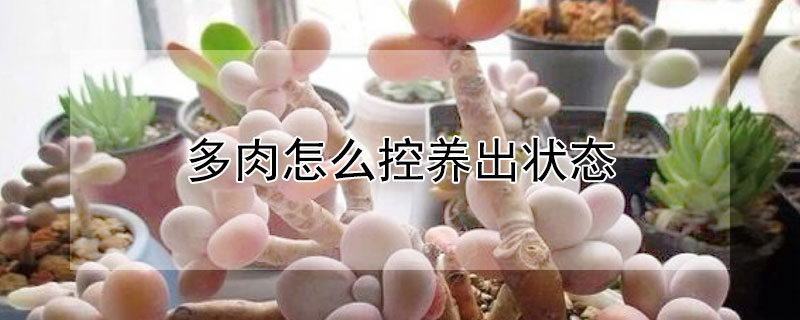 多肉怎么控養(yǎng)出狀態(tài)