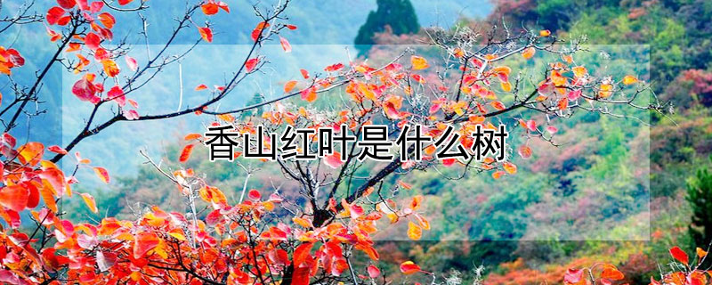 香山紅葉是什么樹