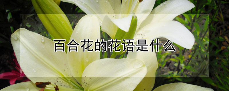 百合花的花語(yǔ)是什么