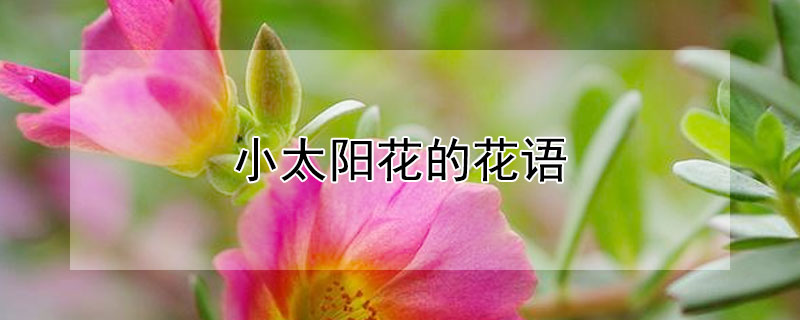 小太陽花的花語