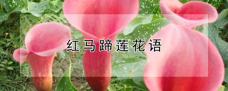 紅馬蹄蓮花語