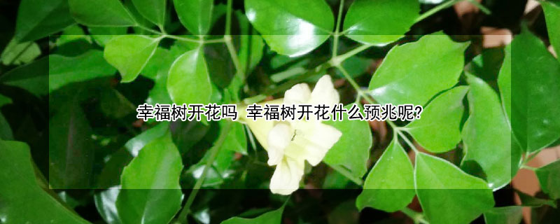 幸福樹開花嗎 幸福樹開花什么預(yù)兆呢?