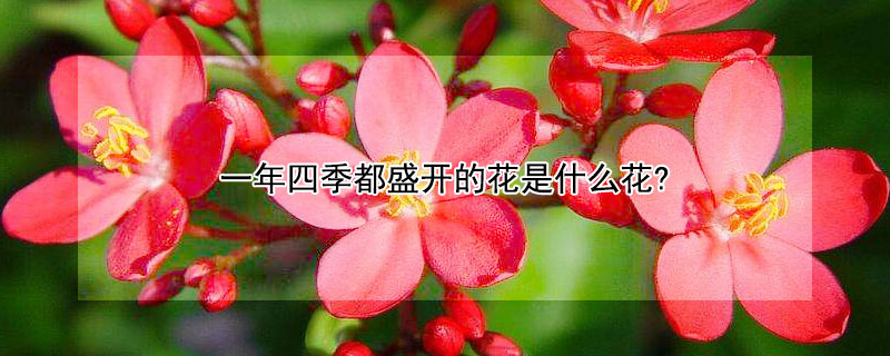 一年四季都盛開(kāi)的花是什么花?