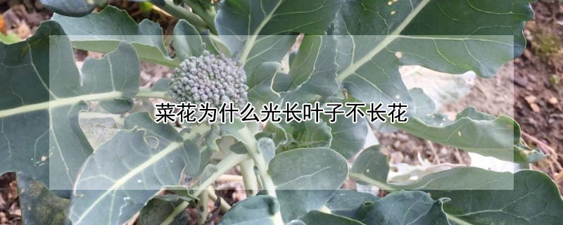 菜花為什么光長葉子不長花