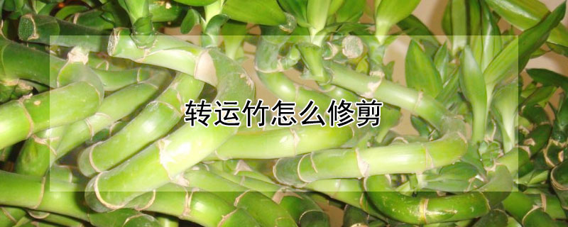 轉(zhuǎn)運(yùn)竹怎么修剪