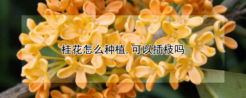 桂花怎么種植,可以插枝嗎