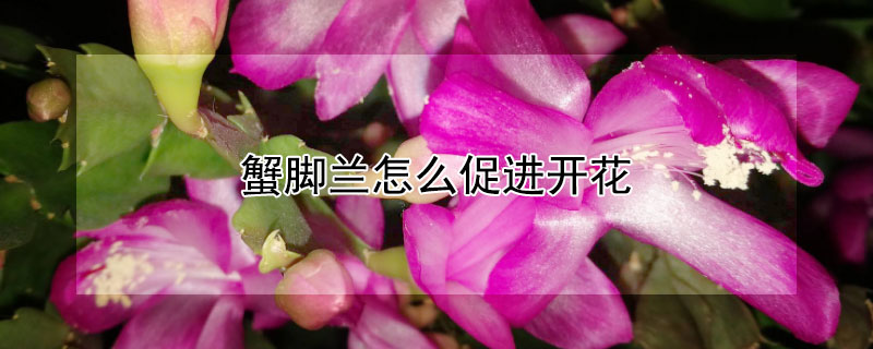 蟹腳蘭怎么促進開花