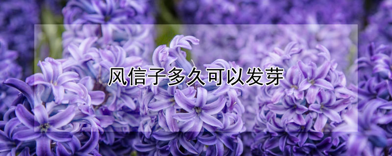 風信子多久可以發芽