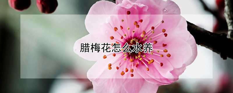 臘梅花怎么水養(yǎng)