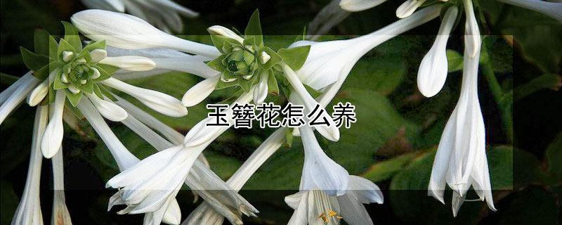 玉簪花怎么養