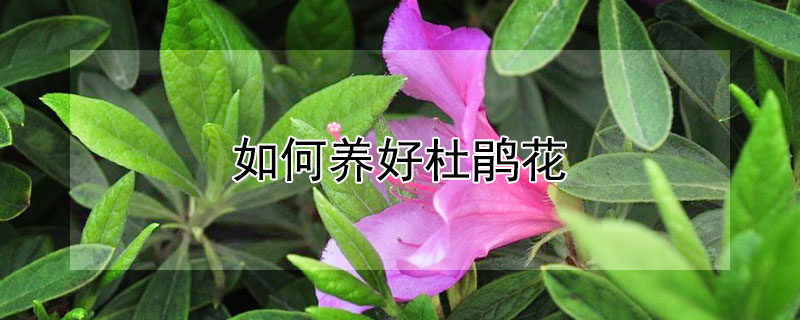 如何養(yǎng)好杜鵑花