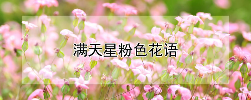 滿天星粉色花語(yǔ)