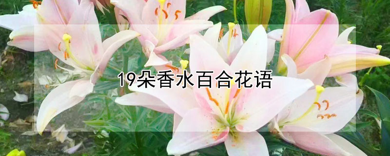 19朵香水百合花語