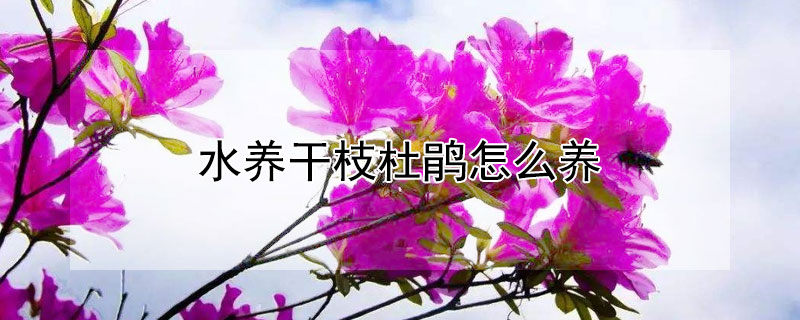 水養(yǎng)干枝杜鵑怎么養(yǎng)