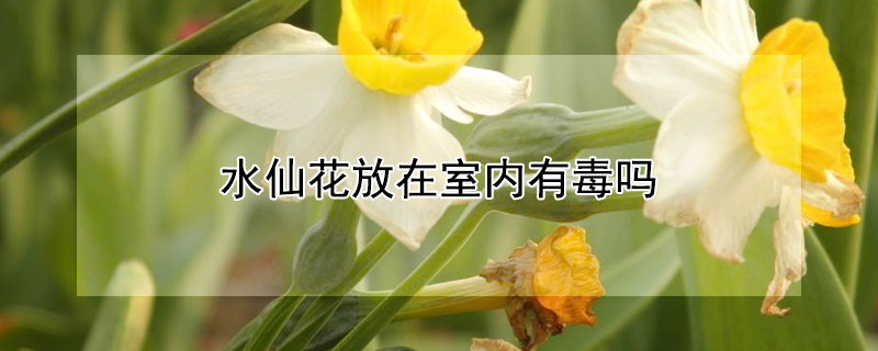 水仙花放在室內有毒嗎