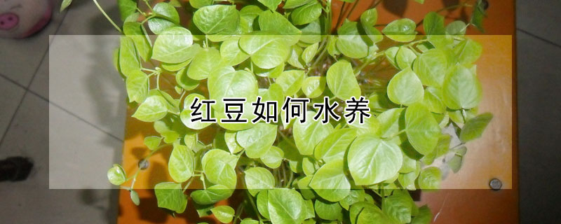 紅豆如何水養(yǎng)