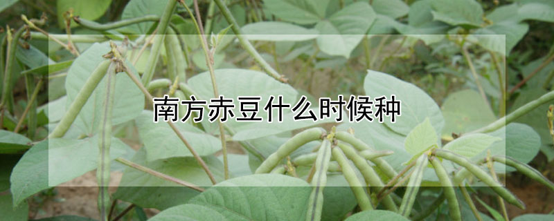 南方赤豆什么時候種