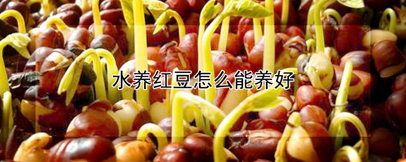 水養(yǎng)紅豆怎么能養(yǎng)好