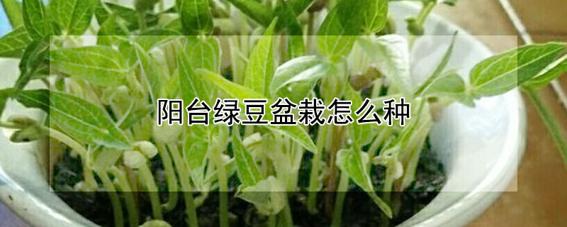 陽臺綠豆盆栽怎么種