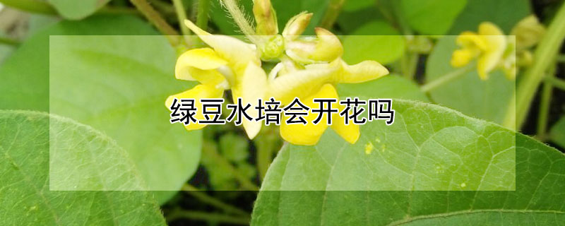 綠豆水培會開花嗎