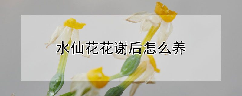 水仙花花謝后怎么養(yǎng)