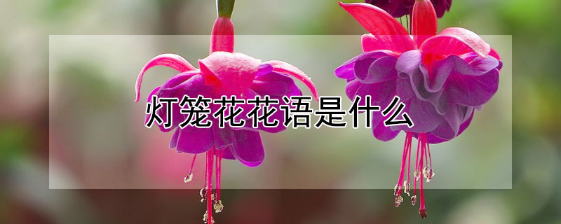 燈籠花花語是什么