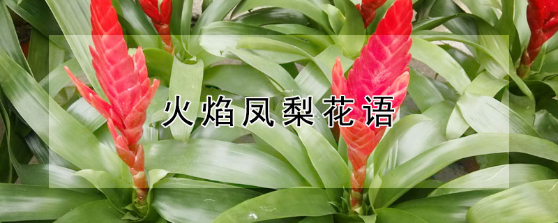 火焰鳳梨花語(yǔ)