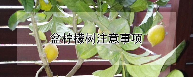 盆檸檬樹注意事項(xiàng)