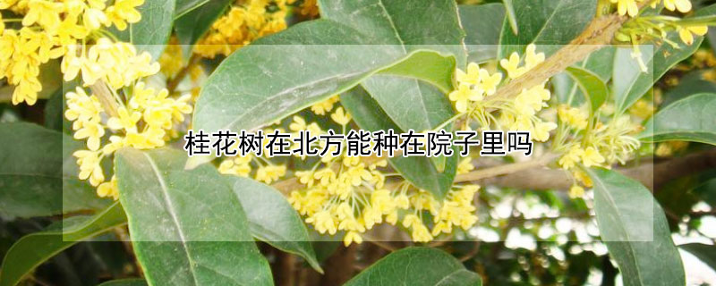 桂花樹在北方能種在院子里嗎