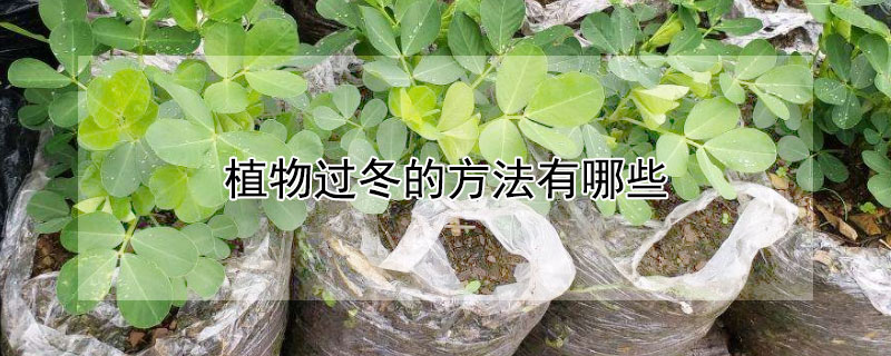 植物過冬的方法有哪些