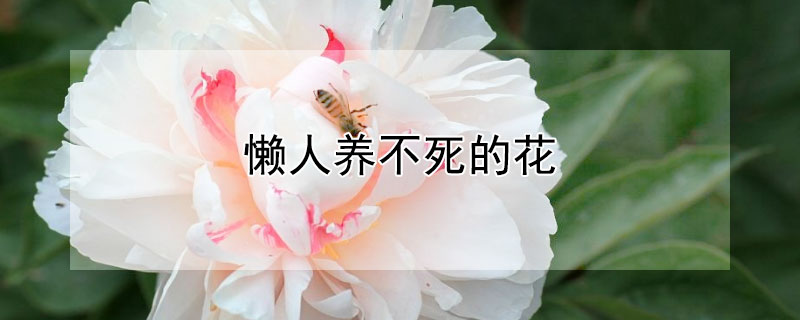 懶人養(yǎng)不死的花