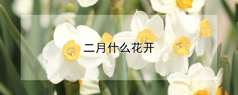 二月什么花開