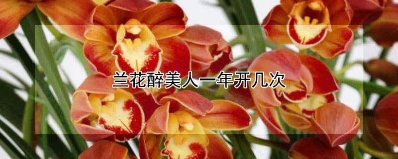 蘭花醉美人一年開(kāi)幾次