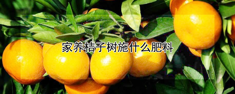 家養桔子樹施什么肥料