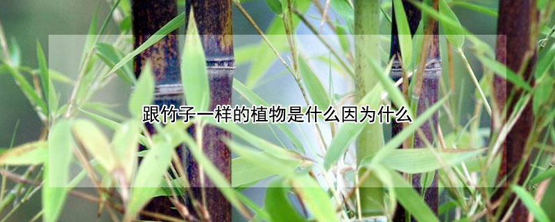 跟竹子一樣的植物是什么因為什么