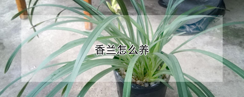 香蘭怎么養