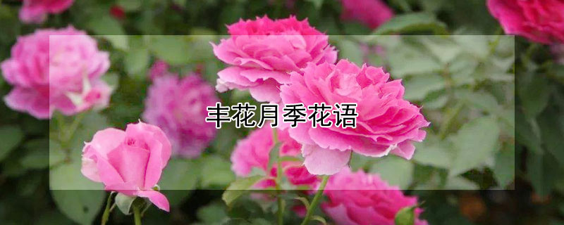 豐花月季花語(yǔ)