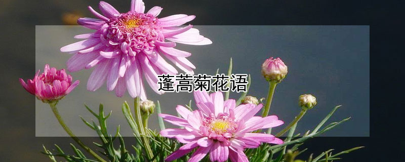 蓬蒿菊花語(yǔ)