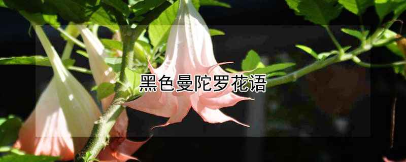 黑色曼陀羅花語